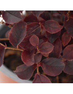 LOROPETALUM 'CHINENSE' diametro vaso 19 cm 2