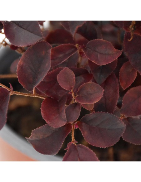 LOROPETALUM 'CHINENSE' diametro vaso 19 cm