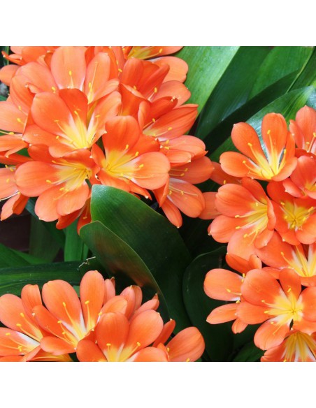 CLIVIA MINIATA - 'ORANGE' diametro vaso 13 cm