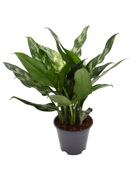 AGLAONEMA diametro vaso 14 cm