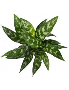AGLAONEMA diametro vaso 14 cm 2
