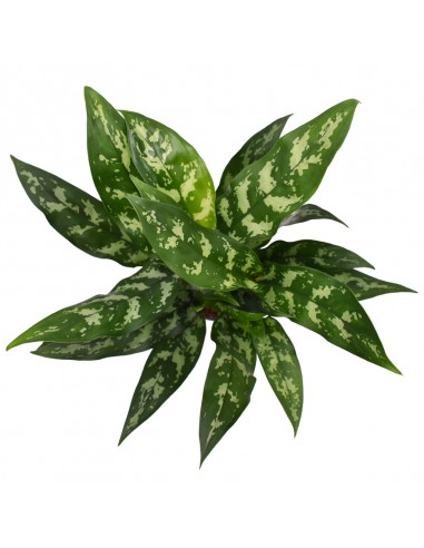 AGLAONEMA diametro vaso 14 cm