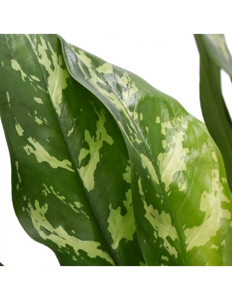 AGLAONEMA diametro vaso 14 cm