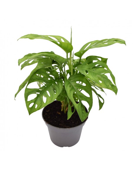 MONSTERA OBLIQUA LEICHTLINII diametro vaso 15 cm