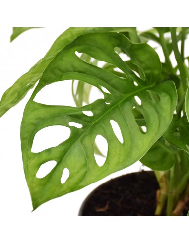 MONSTERA OBLIQUA LEICHTLINII diametro vaso 15 cm