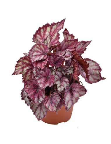 BEGONIA REX MAGIC COLOURS LAMBADA diametro vaso 12 cm