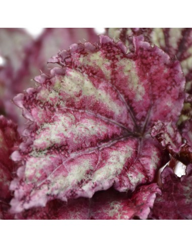 BEGONIA REX MAGIC COLOURS LAMBADA diametro vaso 12 cm