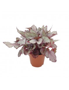 BEGONIA REX BELEAF ARCTIC BREEZE diametro vaso 12 cm