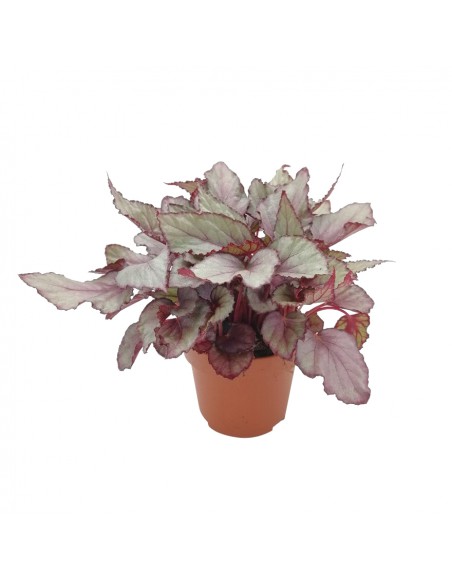 BEGONIA REX BELEAF ARCTIC BREEZE diametro vaso 12 cm