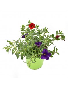 CALIBRACHOA diametro vaso 14 cm 2