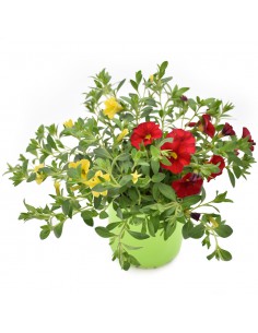 CALIBRACHOA diametro vaso 14 cm
