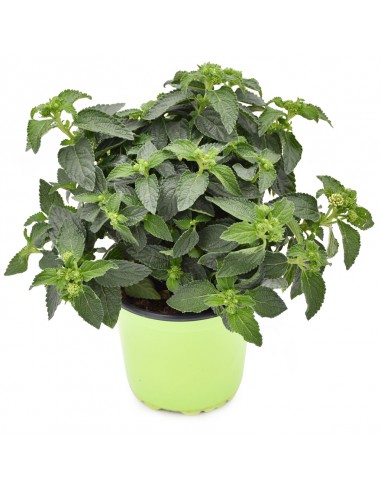 LANTANA CAMARA diametro vaso 14 cm