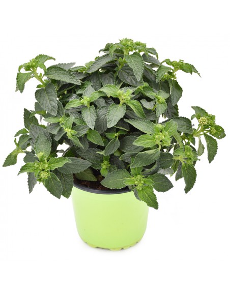 LANTANA CAMARA diametro vaso 14 cm