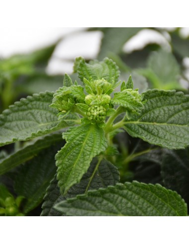 LANTANA CAMARA diametro vaso 14 cm