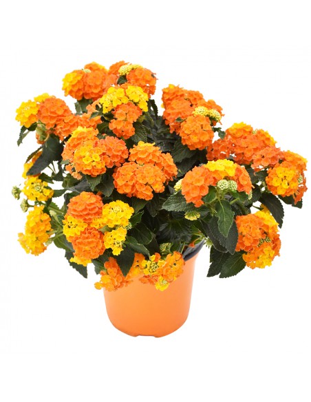 LANTANA CAMARA diametro vaso 14 cm