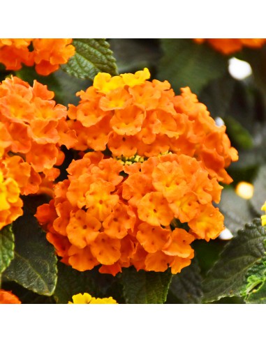 LANTANA CAMARA diametro vaso 14 cm