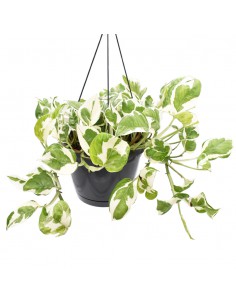 Pothos (EPIPREMNUM 'NJOY') diametro vaso 17 cm