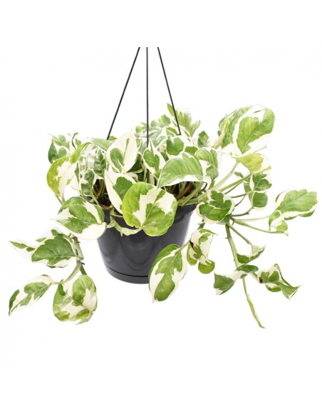 Pothos (EPIPREMNUM 'NJOY') diametro vaso 17 cm