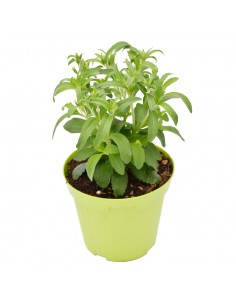 STEVIA 'PIANTA DELLO ZUCCHERO' diametro vaso 14 cm 2