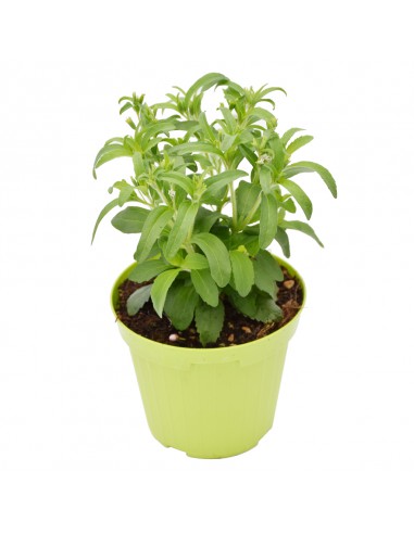 STEVIA 'PIANTA DELLO ZUCCHERO' diametro vaso 14 cm