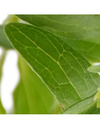 STEVIA 'PIANTA DELLO ZUCCHERO' diametro vaso 14 cm