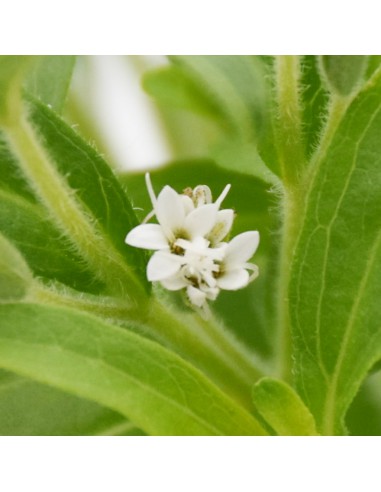 STEVIA 'PIANTA DELLO ZUCCHERO' diametro vaso 14 cm