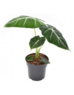 ALOCASIA 'FRYDEK' diametro vaso 12 cm