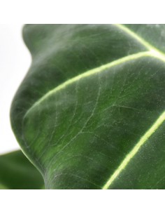 ALOCASIA 'FRYDEK' diametro vaso 12 cm 2