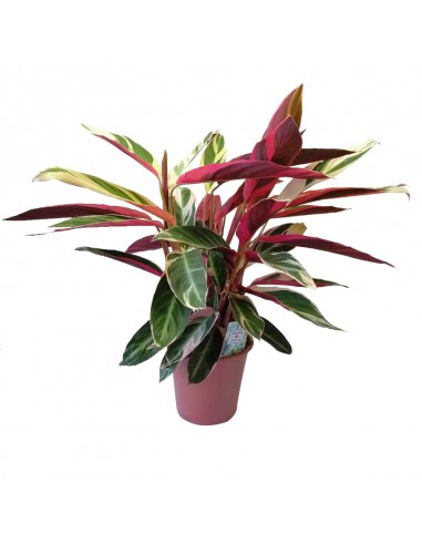 CALATHEA TRIOSTAR (STROMANTHE) diametro vaso 19 cm