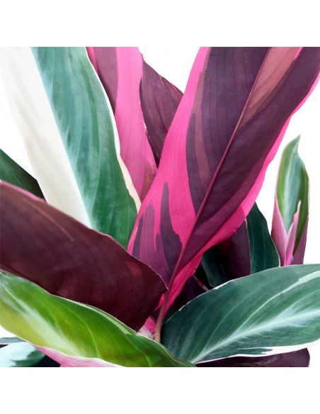 CALATHEA TRIOSTAR (STROMANTHE) diametro vaso 19 cm