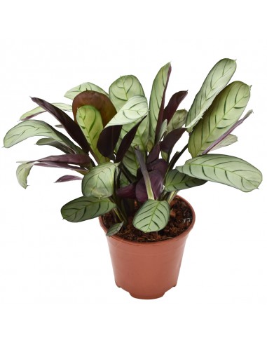 CTENANTHE BURLE-MARXII 'AMAGRIS' diametro vaso 14 cm