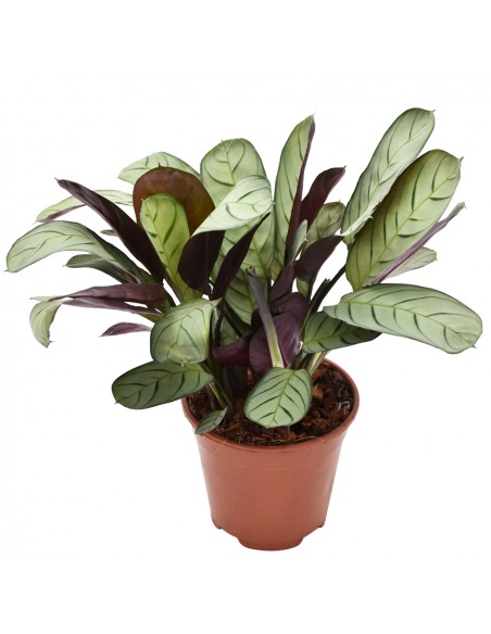 CTENANTHE BURLE-MARXII 'AMAGRIS' diametro vaso 14 cm