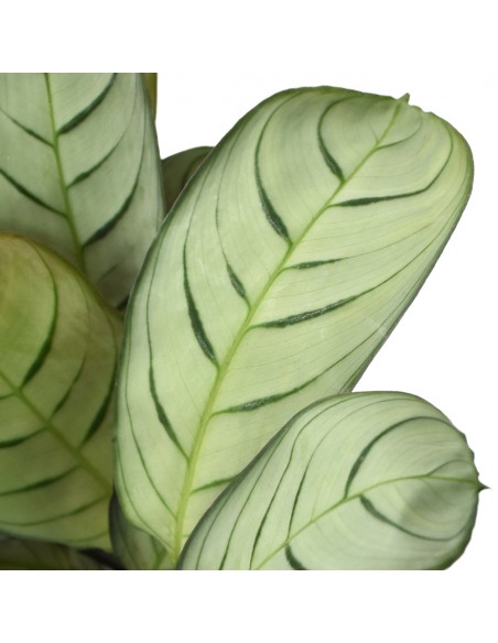 CTENANTHE BURLE-MARXII 'AMAGRIS' diametro vaso 14 cm