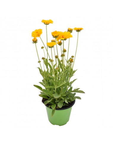 COREOPSIS diametro vaso 14 cm