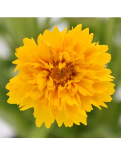 COREOPSIS diametro vaso 14 cm 2