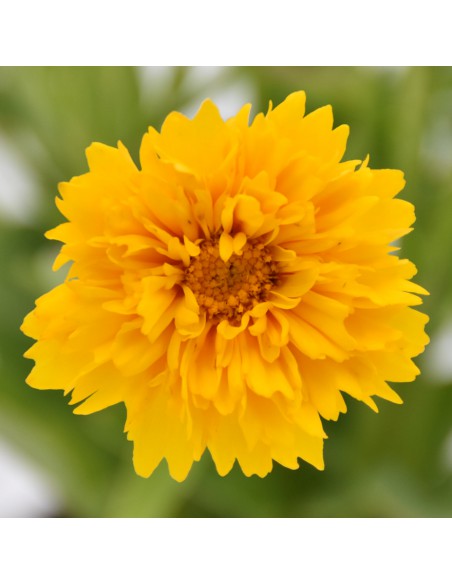 COREOPSIS diametro vaso 14 cm