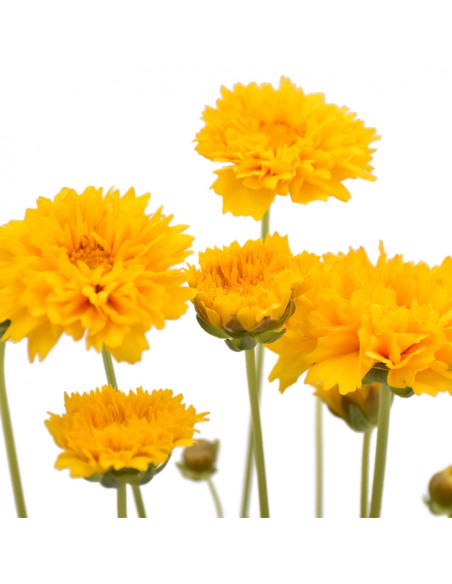 COREOPSIS diametro vaso 14 cm