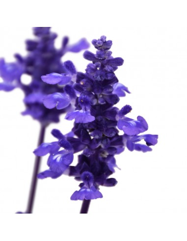 SALVIA FARINACEA "salvia farinosa o salvia blu" vaso 14 cm