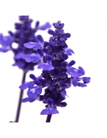 SALVIA FARINACEA "salvia farinosa o salvia blu" vaso 14 cm