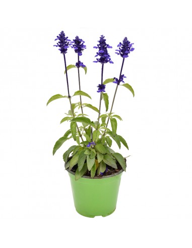 SALVIA FARINACEA "salvia farinosa o salvia blu" vaso 14 cm