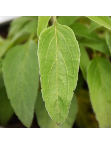 SALVIA FARINACEA "salvia farinosa o salvia blu" vaso 14 cm