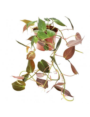 PHILODENDRON "SCANDENS MICANS" Diametro vaso 12 cm