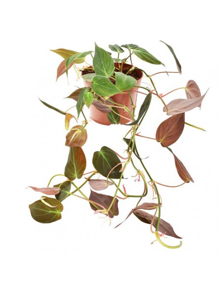 PHILODENDRON "SCANDENS MICANS" Diametro vaso 12 cm