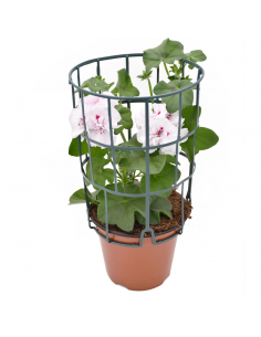 GERANIO EDERA - WHITE diametro vaso 14 cm