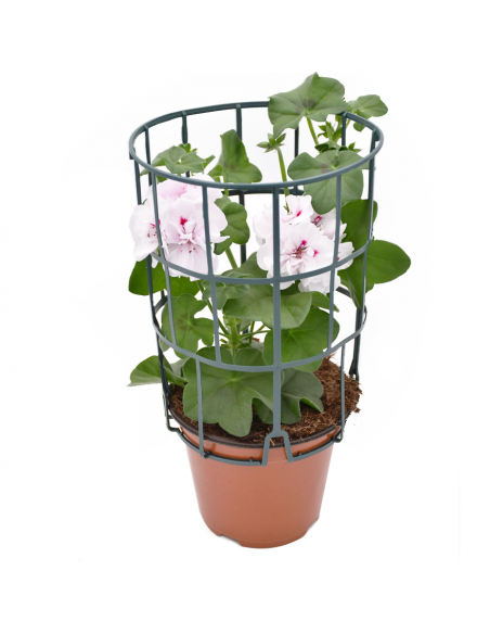 GERANIO EDERA - WHITE diametro vaso 14 cm