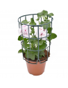 GERANIO EDERA - WHITE diametro vaso 14 cm