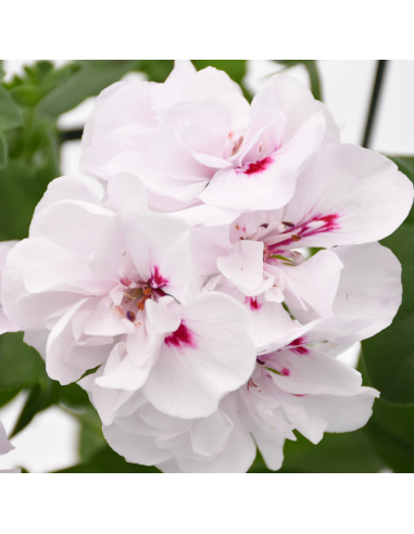 GERANIO EDERA - WHITE diametro vaso 14 cm