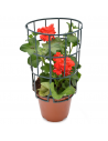 GERANIO EDERA - RED diametro vaso 14 cm