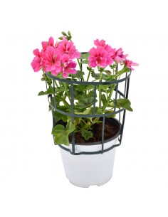GERANIO EDERA - PINK diametro vaso 14 cm