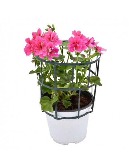 GERANIO EDERA - PINK diametro vaso 14 cm